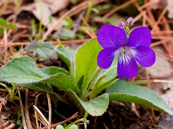 Viola fimbriatula